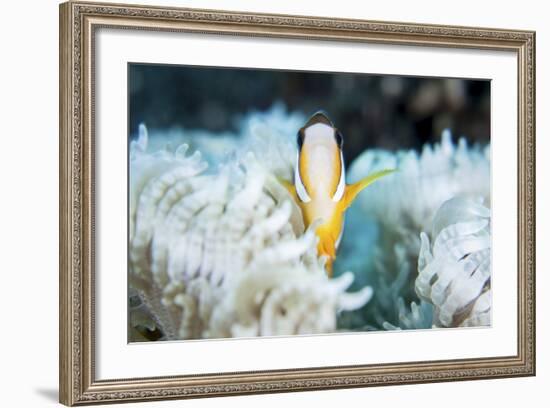 A Clark's Anemonefish Snuggles Amongst its Host's Tentacles on a Reef-Stocktrek Images-Framed Photographic Print