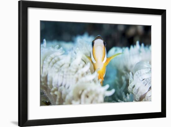 A Clark's Anemonefish Snuggles Amongst its Host's Tentacles on a Reef-Stocktrek Images-Framed Photographic Print