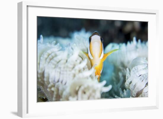A Clark's Anemonefish Snuggles Amongst its Host's Tentacles on a Reef-Stocktrek Images-Framed Photographic Print