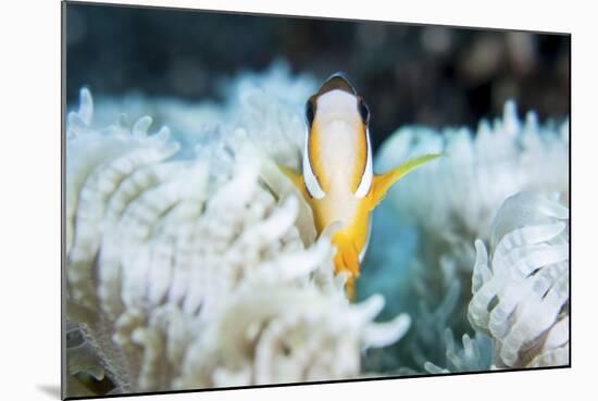 A Clark's Anemonefish Snuggles Amongst its Host's Tentacles on a Reef-Stocktrek Images-Mounted Photographic Print