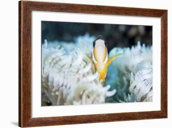 A Clark's Anemonefish Snuggles Amongst its Host's Tentacles on a Reef-Stocktrek Images-Framed Photographic Print