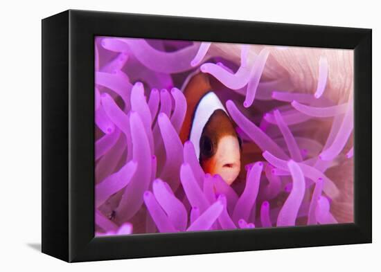 A Clark's Anemonefish Snuggles Amongst its Host's Tentacles-Stocktrek Images-Framed Premier Image Canvas