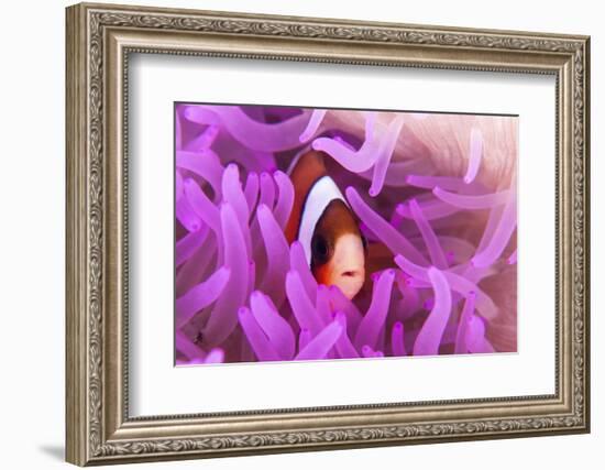 A Clark's Anemonefish Snuggles Amongst its Host's Tentacles-Stocktrek Images-Framed Photographic Print