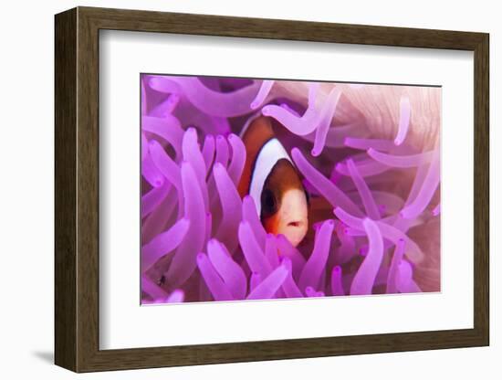 A Clark's Anemonefish Snuggles Amongst its Host's Tentacles-Stocktrek Images-Framed Photographic Print