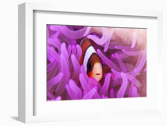 A Clark's Anemonefish Snuggles Amongst its Host's Tentacles-Stocktrek Images-Framed Photographic Print