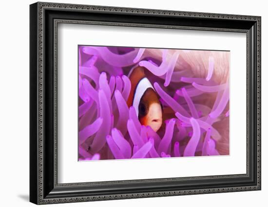 A Clark's Anemonefish Snuggles Amongst its Host's Tentacles-Stocktrek Images-Framed Photographic Print