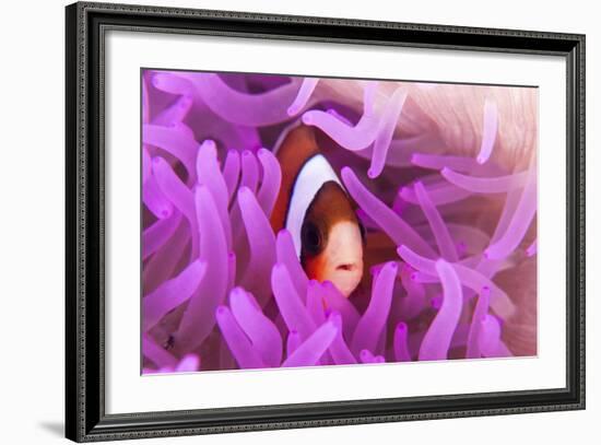 A Clark's Anemonefish Snuggles Amongst its Host's Tentacles-Stocktrek Images-Framed Photographic Print