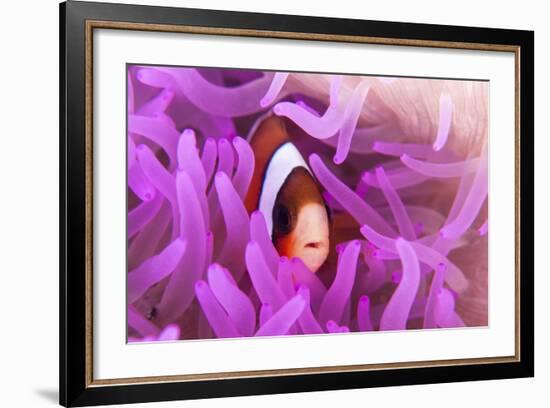 A Clark's Anemonefish Snuggles Amongst its Host's Tentacles-Stocktrek Images-Framed Photographic Print