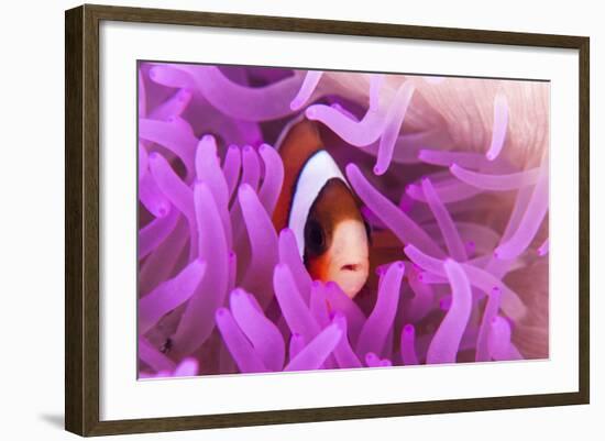 A Clark's Anemonefish Snuggles Amongst its Host's Tentacles-Stocktrek Images-Framed Photographic Print