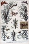 Harmful Insects: Butterflies and Moths That Damage Pine Trees, 1897-A Clement-Framed Giclee Print