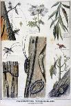 Harmful Insects That are Destructive to Forests, 1897-A Clement-Framed Giclee Print