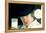 A Clockwork Orange, Malcolm Mcdowell, 1971-null-Framed Stretched Canvas