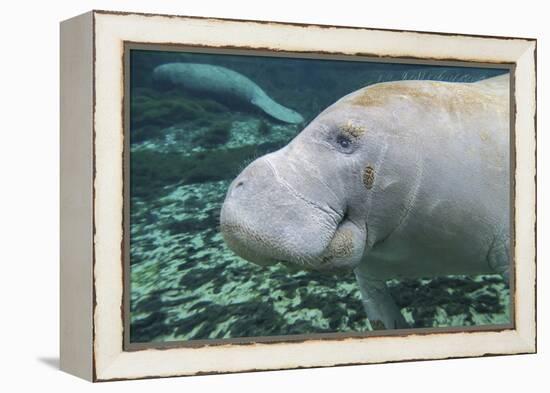 A Close-Up Head Profile of a Manatee in Fanning Springs State Park, Florida-Stocktrek Images-Framed Premier Image Canvas