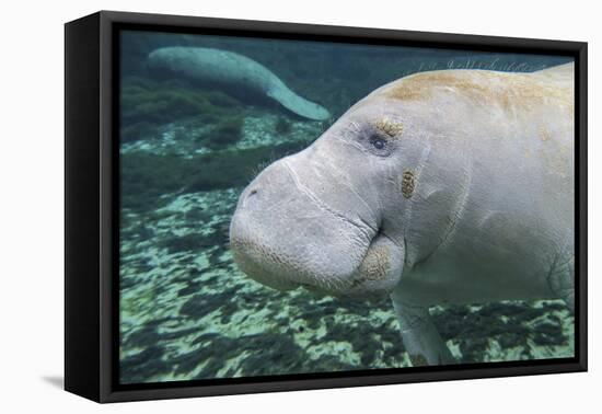 A Close-Up Head Profile of a Manatee in Fanning Springs State Park, Florida-Stocktrek Images-Framed Premier Image Canvas