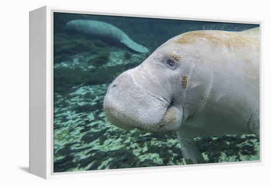 A Close-Up Head Profile of a Manatee in Fanning Springs State Park, Florida-Stocktrek Images-Framed Premier Image Canvas