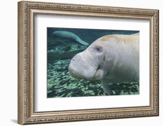 A Close-Up Head Profile of a Manatee in Fanning Springs State Park, Florida-Stocktrek Images-Framed Photographic Print