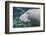 A Close-Up Head Profile of a Manatee in Fanning Springs State Park, Florida-Stocktrek Images-Framed Photographic Print