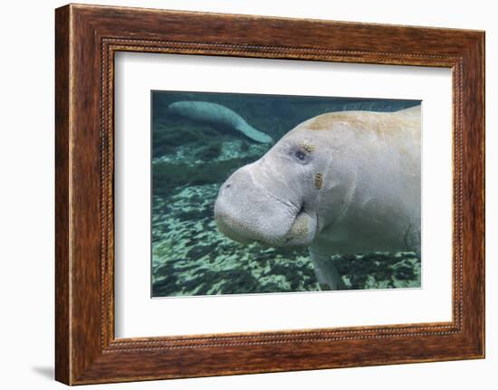 A Close-Up Head Profile of a Manatee in Fanning Springs State Park, Florida-Stocktrek Images-Framed Photographic Print