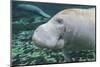 A Close-Up Head Profile of a Manatee in Fanning Springs State Park, Florida-Stocktrek Images-Mounted Photographic Print