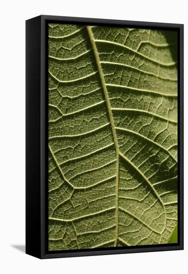 A close up image of a leaf of a wild plant. Lawachara, Sylhet, Bangladesh. June 29, 2008. (photo)-null-Framed Premier Image Canvas