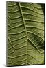 A close up image of a leaf of a wild plant. Lawachara, Sylhet, Bangladesh. June 29, 2008. (photo)-null-Mounted Photographic Print