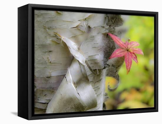 A Close-Up of a Birch Tree in a Birch Forest.-Julianne Eggers-Framed Premier Image Canvas