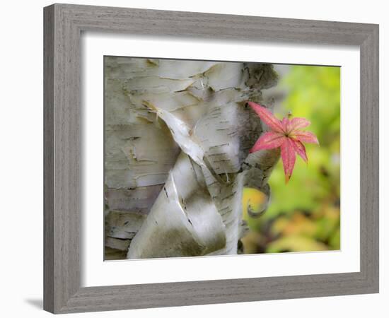 A Close-Up of a Birch Tree in a Birch Forest.-Julianne Eggers-Framed Photographic Print