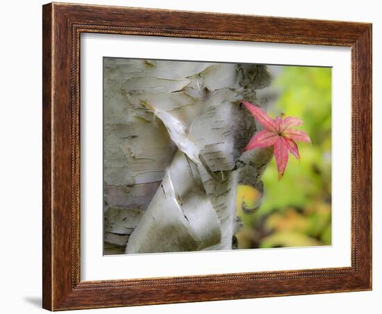 A Close-Up of a Birch Tree in a Birch Forest.-Julianne Eggers-Framed Photographic Print