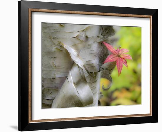 A Close-Up of a Birch Tree in a Birch Forest.-Julianne Eggers-Framed Photographic Print