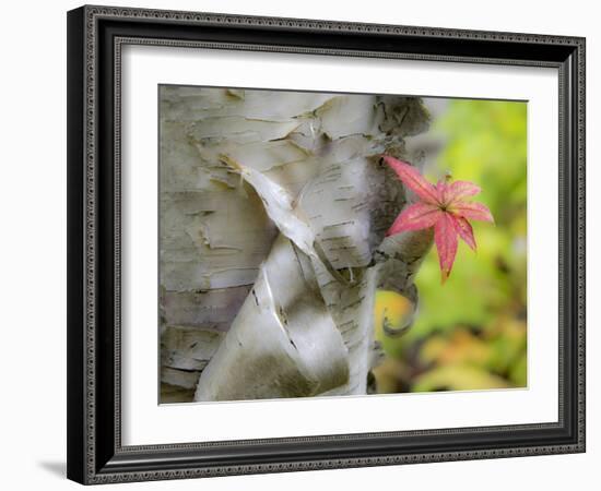 A Close-Up of a Birch Tree in a Birch Forest.-Julianne Eggers-Framed Photographic Print