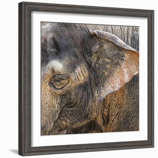 A Close Up of the Eye and Ear of an Asian Elephant, Cincinnati Zoo-Rona Schwarz-Framed Photographic Print