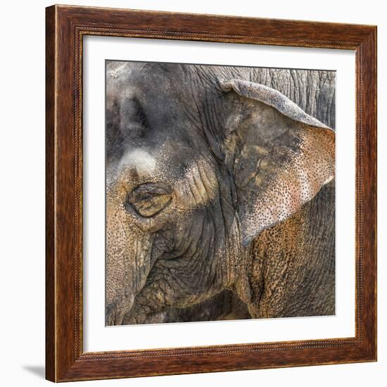 A Close Up of the Eye and Ear of an Asian Elephant, Cincinnati Zoo-Rona Schwarz-Framed Photographic Print