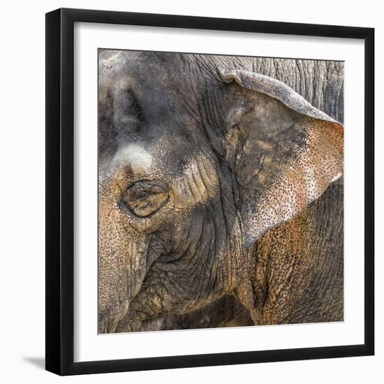 A Close Up of the Eye and Ear of an Asian Elephant, Cincinnati Zoo-Rona Schwarz-Framed Photographic Print