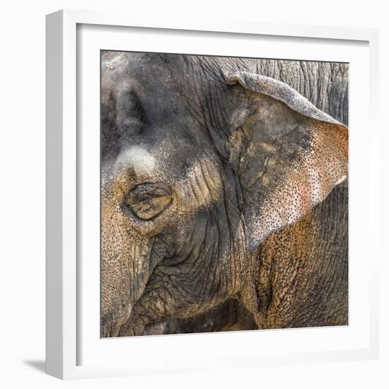 A Close Up of the Eye and Ear of an Asian Elephant, Cincinnati Zoo-Rona Schwarz-Framed Photographic Print