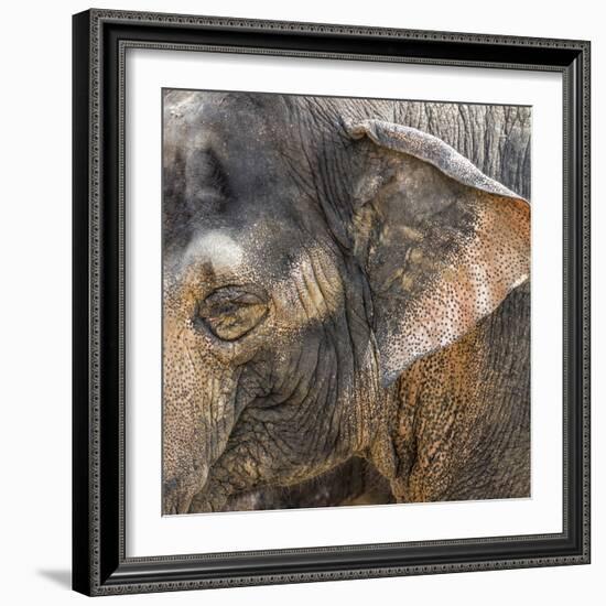 A Close Up of the Eye and Ear of an Asian Elephant, Cincinnati Zoo-Rona Schwarz-Framed Photographic Print