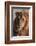 A Close-up portrait of a male lion. Chief Island, Moremi Game Reserve, Okavango Delta, Botswana.-Sergio Pitamitz-Framed Photographic Print