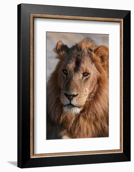 A Close-up portrait of a male lion. Chief Island, Moremi Game Reserve, Okavango Delta, Botswana.-Sergio Pitamitz-Framed Photographic Print