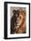 A Close-up portrait of a male lion. Chief Island, Moremi Game Reserve, Okavango Delta, Botswana.-Sergio Pitamitz-Framed Photographic Print