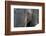 A close-up portrait on an African elephant (Loxodonta africana), Chobe National Park, Botswana, Afr-Sergio Pitamitz-Framed Photographic Print