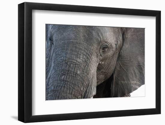 A close-up portrait on an African elephant (Loxodonta africana), Chobe National Park, Botswana, Afr-Sergio Pitamitz-Framed Photographic Print