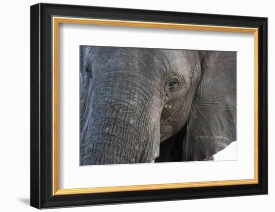 A close-up portrait on an African elephant (Loxodonta africana), Chobe National Park, Botswana, Afr-Sergio Pitamitz-Framed Photographic Print