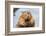 A close up Portrait View of an North American Beaver, Quebec, Canada-Vlad G-Framed Photographic Print