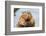 A close up Portrait View of an North American Beaver, Quebec, Canada-Vlad G-Framed Photographic Print