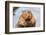 A close up Portrait View of an North American Beaver, Quebec, Canada-Vlad G-Framed Photographic Print