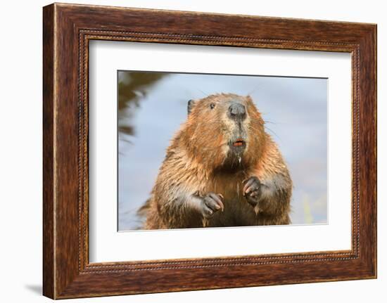 A close up Portrait View of an North American Beaver, Quebec, Canada-Vlad G-Framed Photographic Print
