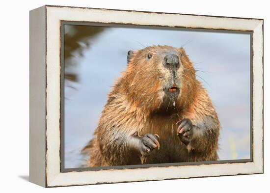 A close up Portrait View of an North American Beaver, Quebec, Canada-Vlad G-Framed Premier Image Canvas