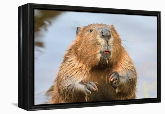 A close up Portrait View of an North American Beaver, Quebec, Canada-Vlad G-Framed Premier Image Canvas