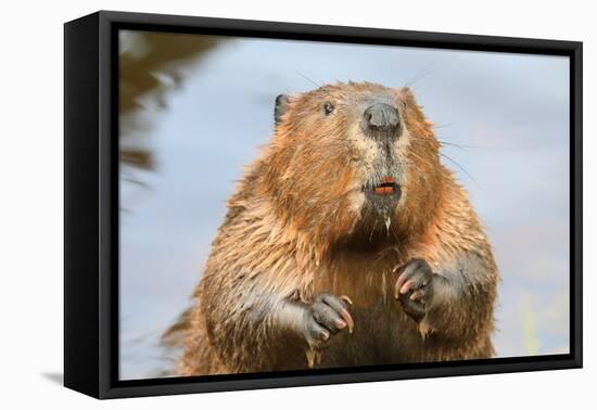 A close up Portrait View of an North American Beaver, Quebec, Canada-Vlad G-Framed Premier Image Canvas