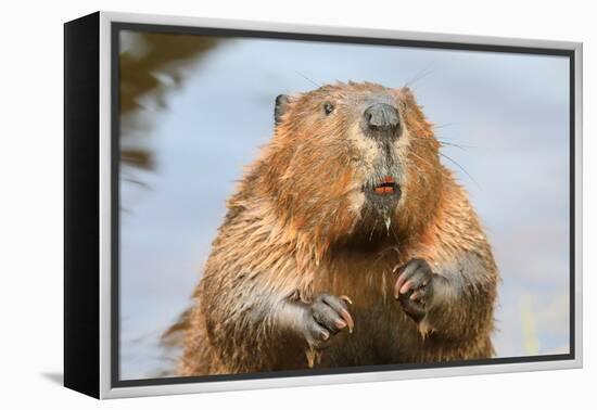 A close up Portrait View of an North American Beaver, Quebec, Canada-Vlad G-Framed Premier Image Canvas