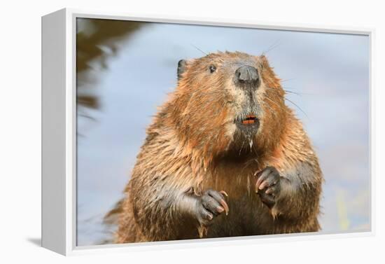 A close up Portrait View of an North American Beaver, Quebec, Canada-Vlad G-Framed Premier Image Canvas